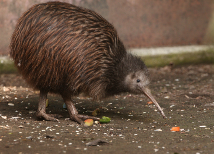 New Zealand Animals - The Veganary