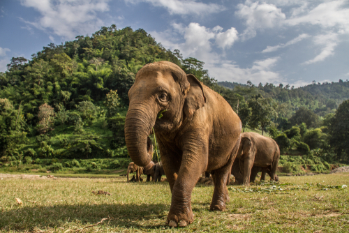 Elephants Thailand
