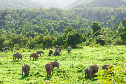 Elephants Thailand Kuri Buri
