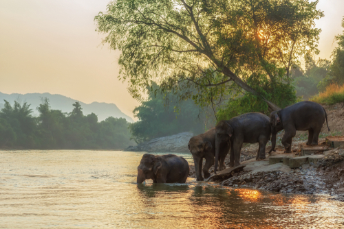 Elephant watching Thailand