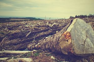 Deforestation trees cut down