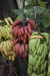 Bananas available in costa rica markets