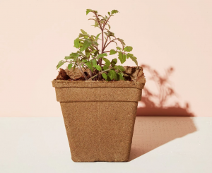 modern sprout mini tomato grow kit